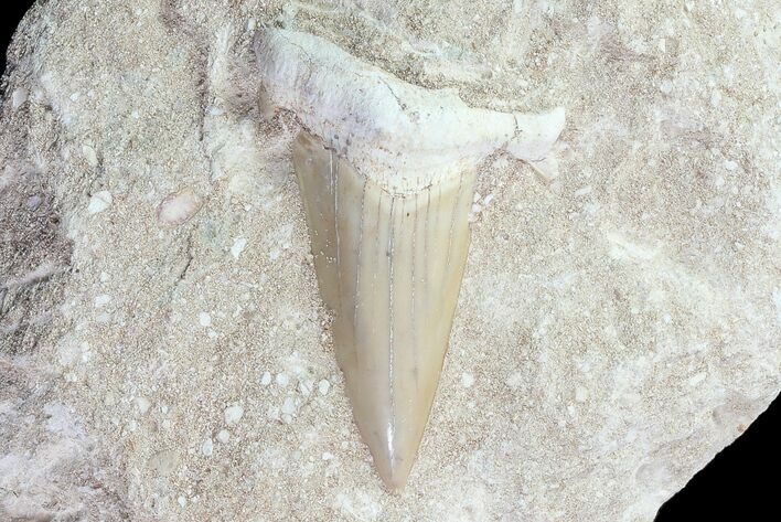 Otodus Shark Tooth Fossil In Rock - Eocene #77256